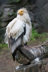 Birds of prey eagles vulture vultures