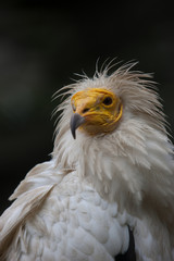 Birds of prey eagles vulture vultures