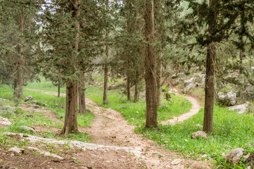 Small trails in a beautiful forest at day time in Israel.