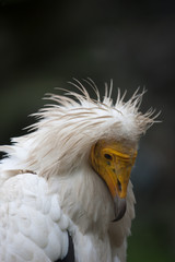 Birds of prey eagles vulture vultures