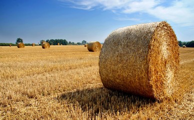 bale słomy 002 © Tomek