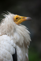 Birds of prey eagles vulture vultures