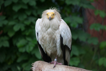 Obraz premium Birds of prey eagles vulture vultures