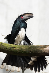 Trumpeter Hornbill, Bycanistes bucinator, funny bird perched on a branch 
