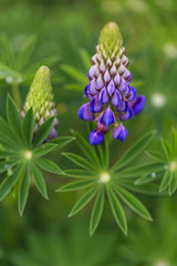 Young blooming lupine flower in the garden.