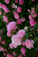 Ramblerrosen in rosa, Kletterrosen in voller Blüte