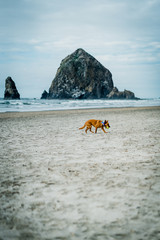 cannon beach oregon dog - 206005431