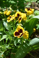 bush of a blossoming yellow pansy with green leaves