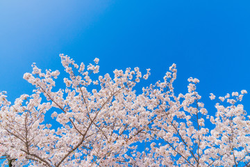 京都の春の風景　鴨川沿いの桜　京都　日本