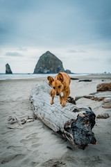 cannon beach oregon dog - 206005621
