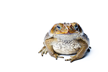 Toad aga. Rhinella marina.