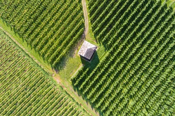 Gordijnen Vineyard and little house view from above. Aerial view - Valtellina © Simone Polattini