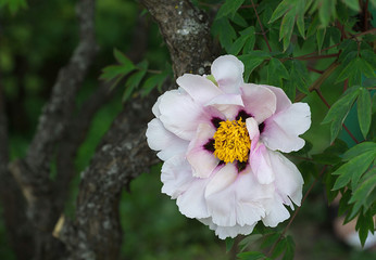 Light pink tree-like peony