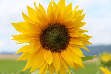 Obraz premium Sonnenblume