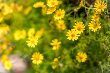 field of Yellow flowers
