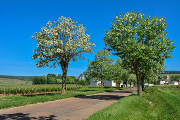 Fototapeta premium france burgundy wine region vineyards