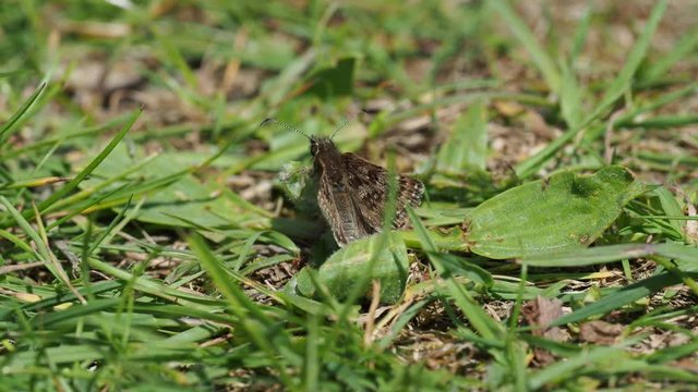 Dingy Skipper butterfly ( Erynnis tages ) on grass