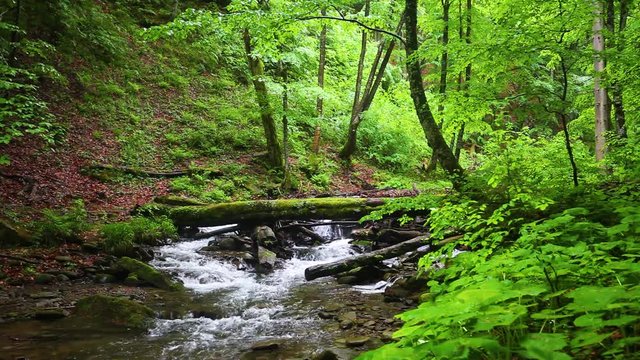 Small creek and waterfall in the green summer forest mountains
