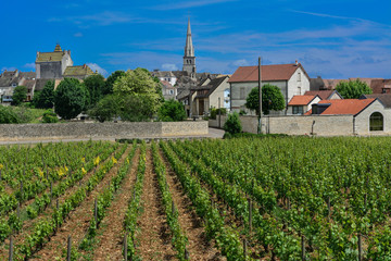 Fototapeta na wymiar france burgundy wine region vineyards