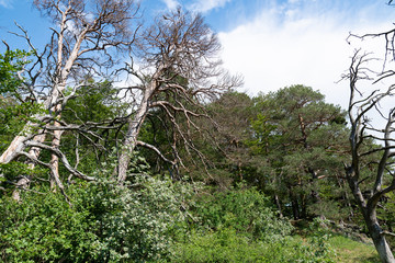 Bizarre Baumleichen am Wotanfelsen