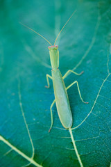 Leaf stick insect on a fig leaf