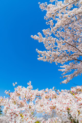京都の春の風景　鴨川沿いの桜　京都　日本