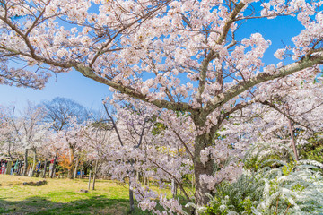 京都の春の風景　鴨川沿いの桜　京都　日本