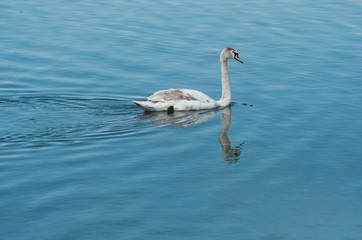 closeup of young swan swimming  in the lake  with reflection