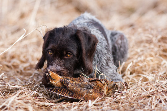 german wirehaired pointer with woodcock