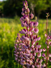 Lupine field with pink purple and blue flowers. Bunch of lupines summer flower background. Lupinus.