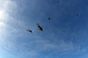 A flock of skydivers is flying in the blue sky.