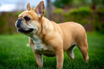 Fototapeta premium French Bulldog