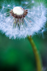 Pusteblume