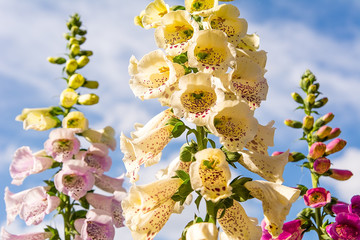 Beautiful foxglove (Digitalis purpurea) in the garden in sunny day