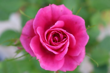 rosa rosa