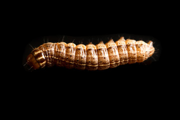 the caterpillar crawls on a black background