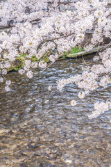 Obraz premium 京都の春の風景 満開の桜 京都 日本