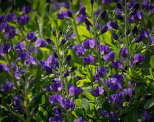 Beautiful Blue Wild Indigo blossoms 