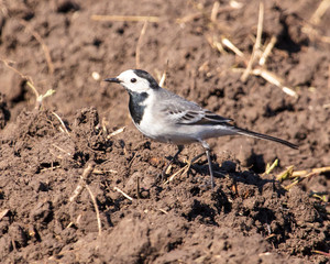 Portrait of a small bird on the ground