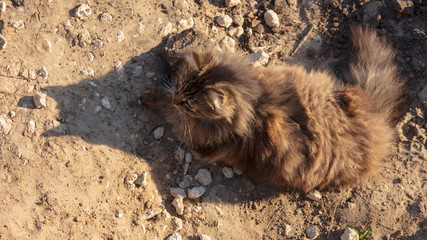 The cat is bathing on the ground