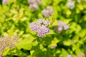 ピンク色のシモツケの花