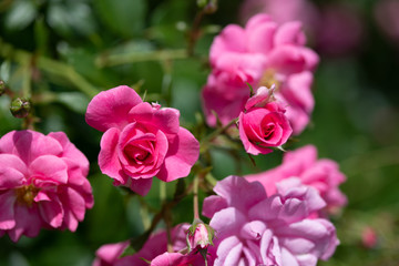 ピンク色のばら「ミラト」の花のアップ