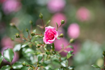 ピンク色のばら「ミラト」の花のアップ