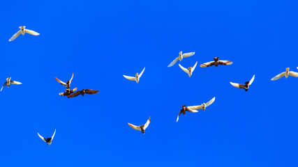 A flock of pigeons in flight against the blue sky
