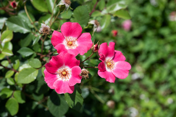 ピンク色のばら「ピンクメイディランド」の花のアップ