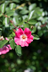 Obraz na płótnie Canvas ピンク色のばら「ピンクメイディランド」の花のアップ