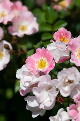Fototapeta na wymiar ピンク色のばら「ビンゴメイディランド」の花のアップ