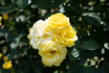 黄色いばら「伊豆の踊り子」の花のアップ