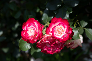 赤と白のばら「ジュビレデュプリンスドゥモナコ」の花のアップ	