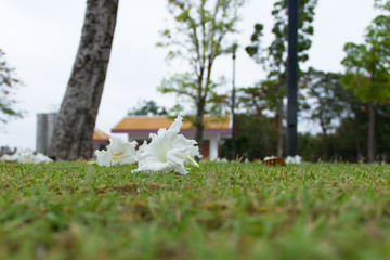 Flowers fall on the grass in the garden.